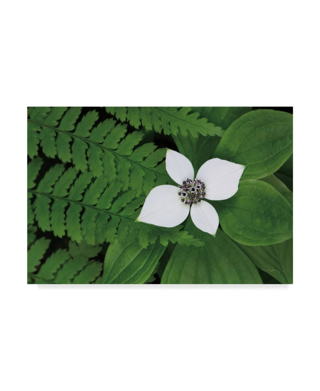 Canvas Art U3640