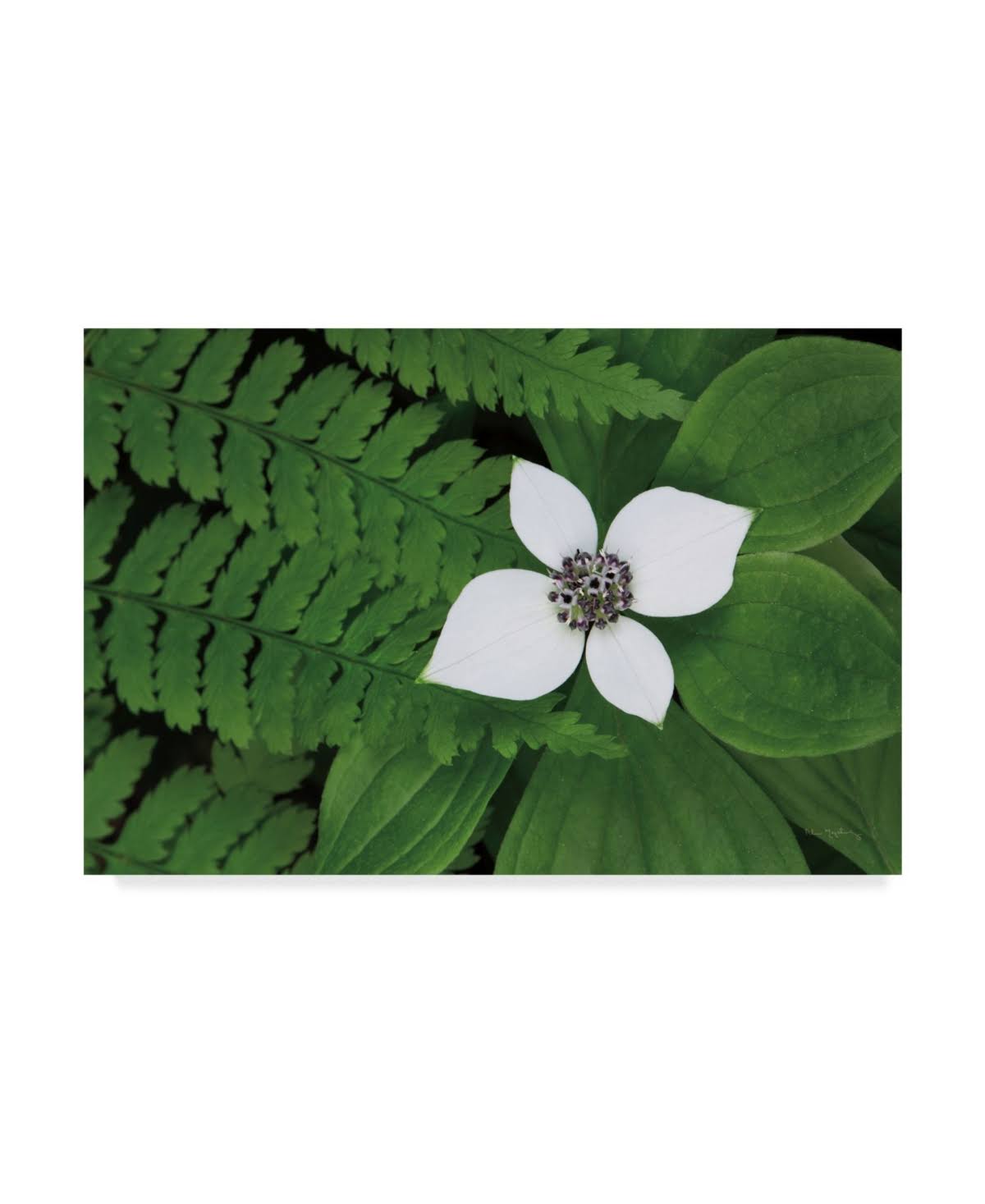 Canvas Art U3640