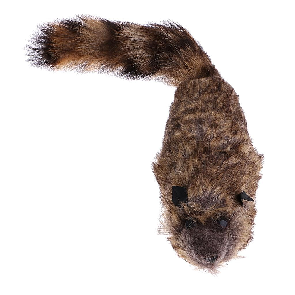 Raccoon Training R656