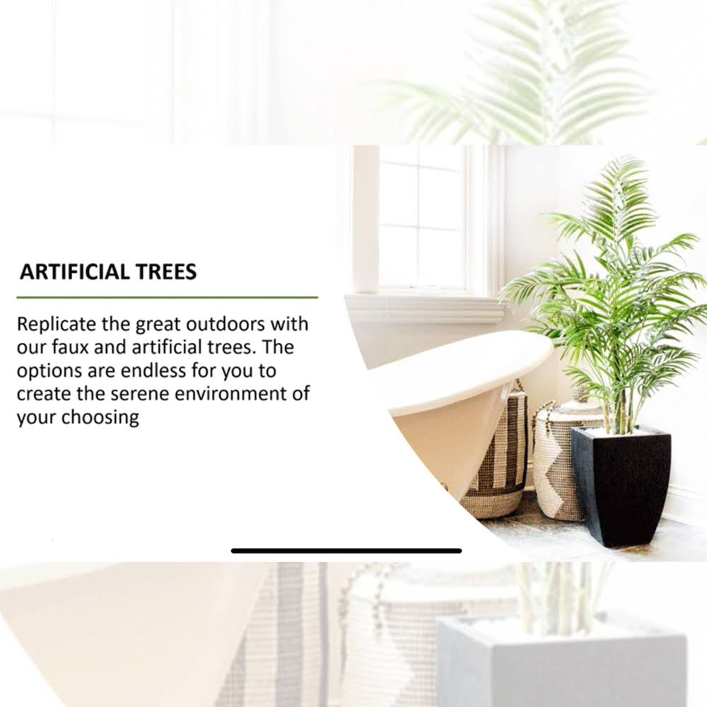 6 ft. Ficus Tree O515