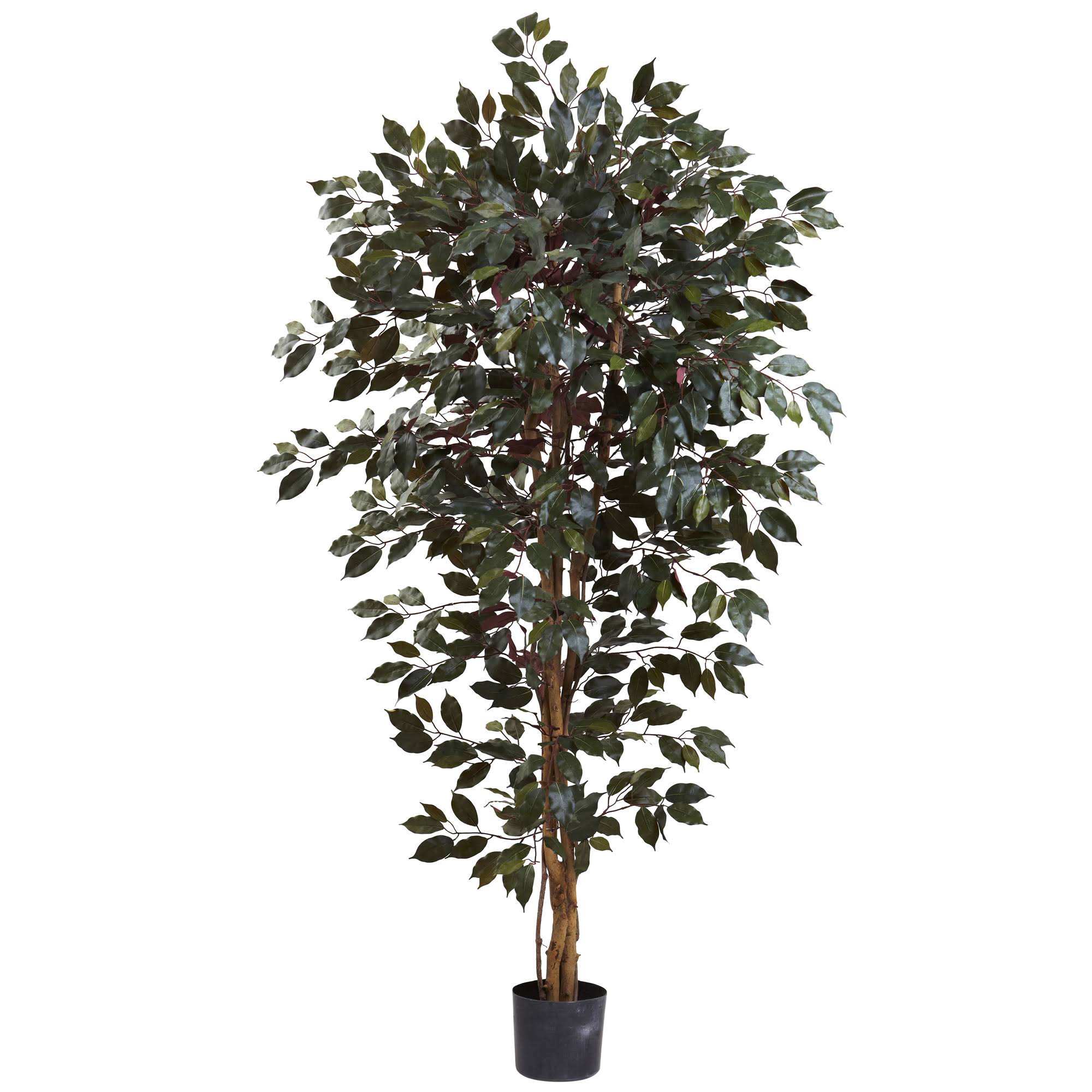 6 ft. Ficus Tree O515