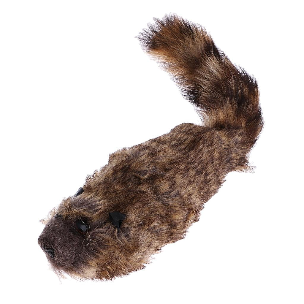 Raccoon Training R656